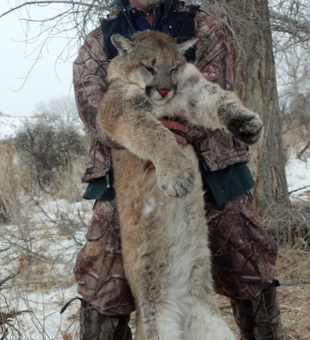 Elite Mountain Lion hunting trips